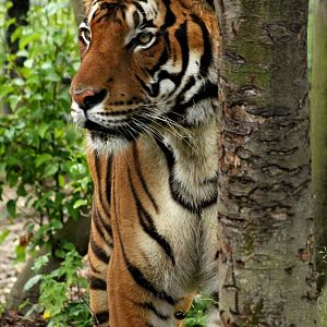 Malayan Tiger - 21st June 2015