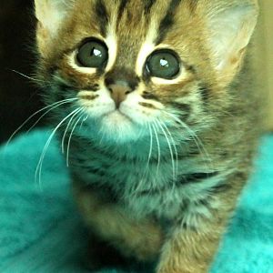 Rusty Spotted Kitten - 21st June 2015