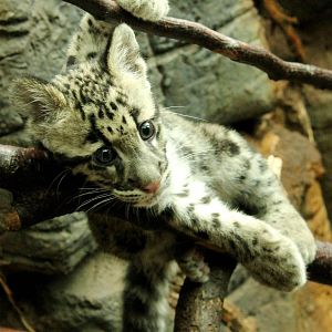 Peckham Clouded Leopard Cub - 21st June 2015