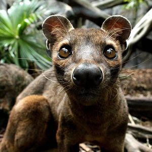 Fossa - 21st June 2015