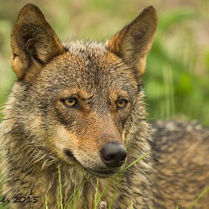 Iberian Wolf