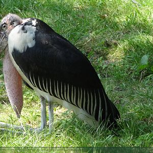 Marabou Stork