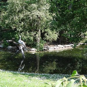Pink-backed Pelican pond