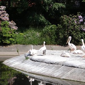 Eastern White Pelican pond
