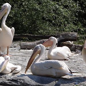 Eastern White Pelican