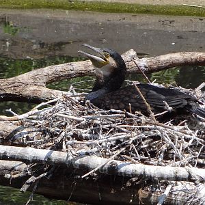 Common Cormorant on nest