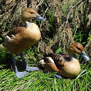 Fulvous Whistling Duck