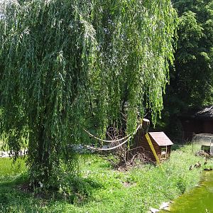 Ruffed Lemur island and house