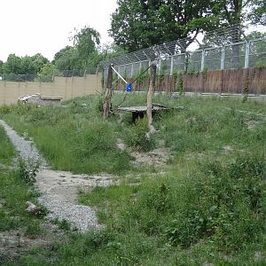Amur Tiger enclosure