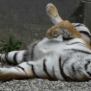 Amur Tiger