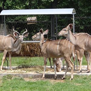 Greater Kudu