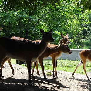 Leachwe Waterbuck
