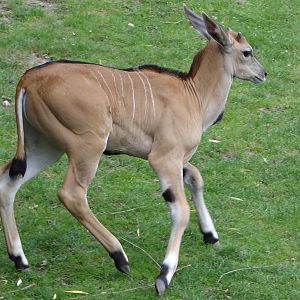Eland