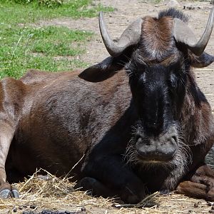 Black Wildebeest