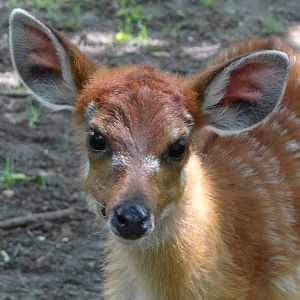 Western Sitatunga