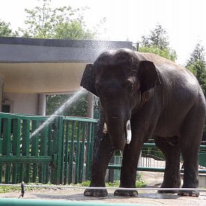 Asian Elephant Thisiam