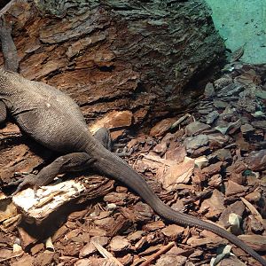 Roughneck Monitor Lizard