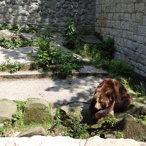 Brown Bear enclosure