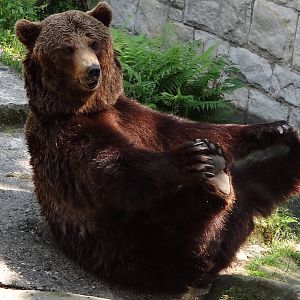 Brown Bear