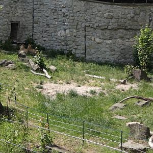 Angolan Lion enclosure