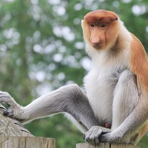 Proboscis Monkey (Nasalis larvatus), June 2015