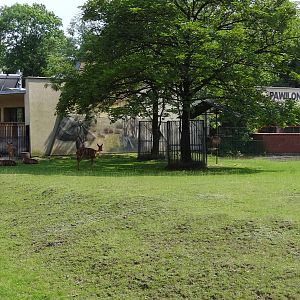 Antelopes paddocks and house