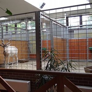 Inside antelopes house