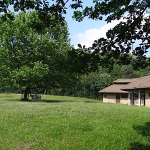 Scimitar-horned Oryx paddock and house