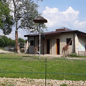 Reticulated Giraffe paddock and house