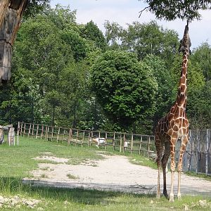 Reticulated Giraffe