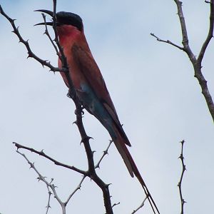 Southern Carmine Bee-eater