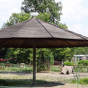 Southern White Rhino paddock