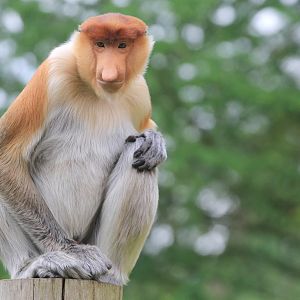 Proboscis Monkey (Nasalis larvatus), June 2015