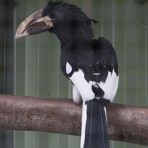 Eastern Piping Hornbill (Bycanistes sharpii), June 2009
