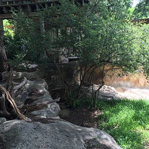 Kirk's Dik-Dik Exhibit