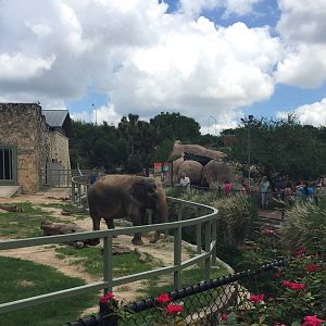Asian Elephant Exhibit