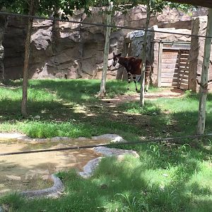 Okapi Exhibit