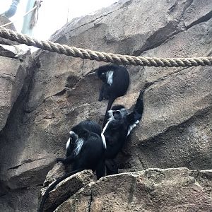 Angolan Colobus
