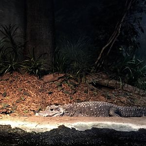 Dwarf Crocodile Exhibit