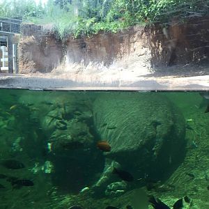 Hippopotamus Exhibit