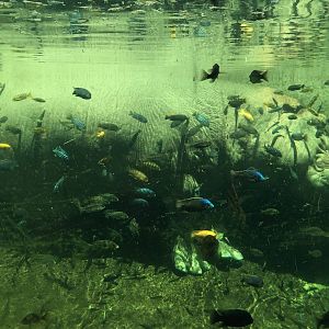 Hippopotamus Exhibit