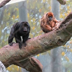 Black Howler Monkey