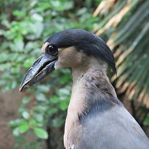 Boat-billed Heron