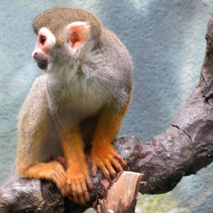 Common Squirrel Monkey