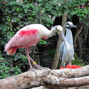 Roseate Spoonbill and Yellow-crowned Night Heron