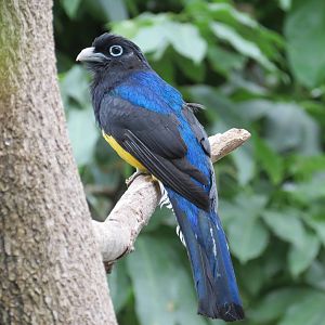 White-tailed Trogon
