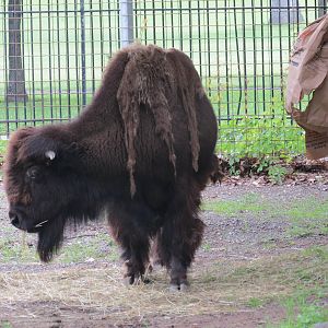 American Bison