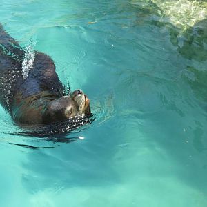 California Sea Lion