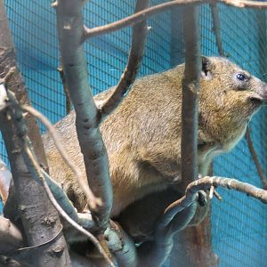 Rock Hyrax