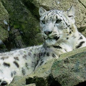 Snow Leopard